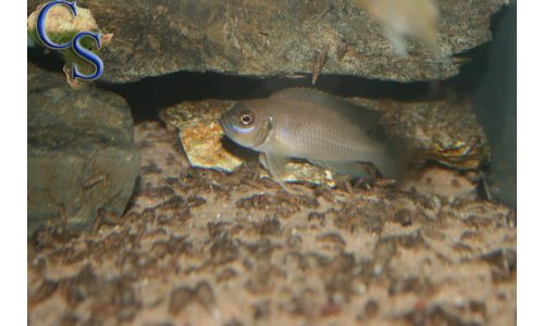 Neolamprologus calliurus